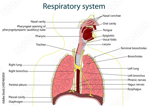 respiratory sytem. vector illustration