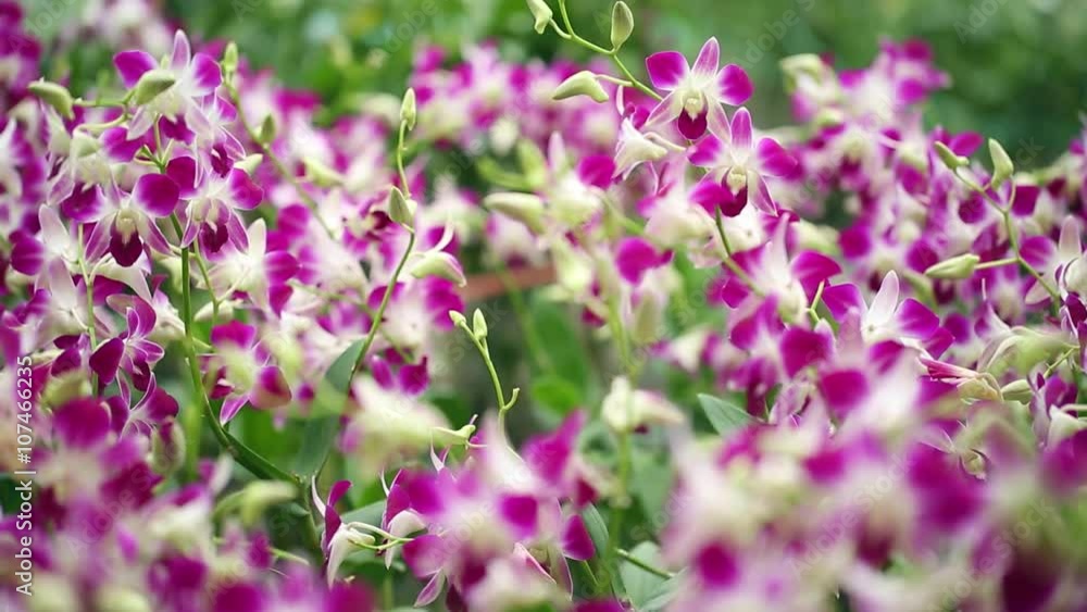 Orchid plantation garden farm business flower, shift focus Orchid plantation garden farm business flower, shift focus