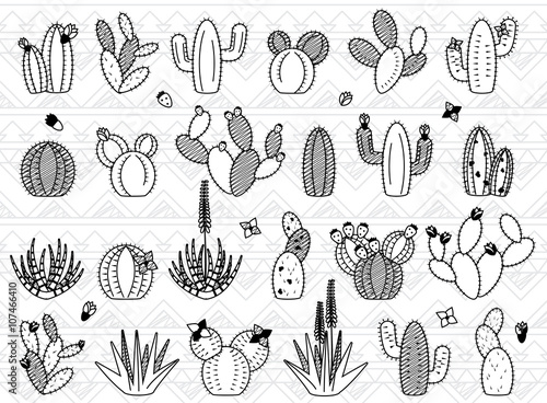Vector Set of Doodle Cactus and Succulent Plants