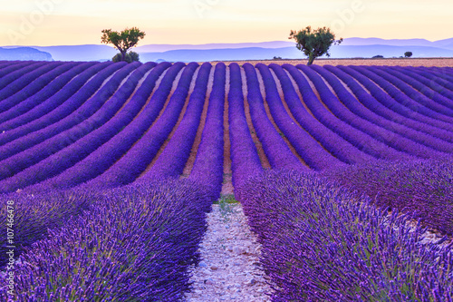 Lavender field summer  near Valensole
