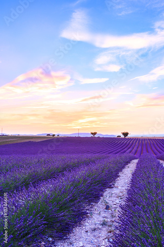 Lavender field summer  near Valensole © Kavita