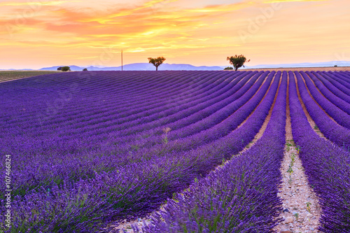 Lavender field summer  near Valensole © Kavita