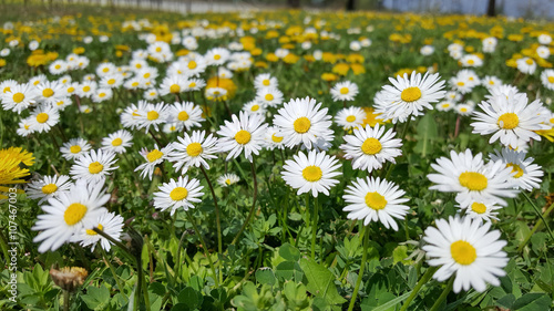 Fototapeta Naklejka Na Ścianę i Meble -  Flower meadow in spring
