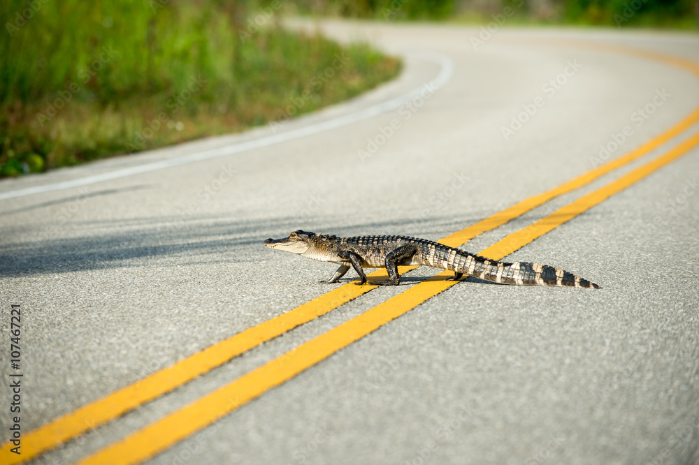 Obraz premium American alligator crossing the road
