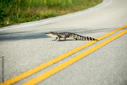 American alligator crossing the road