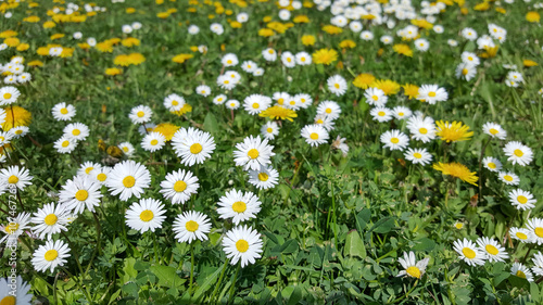 Daisies and dandelions in meadow