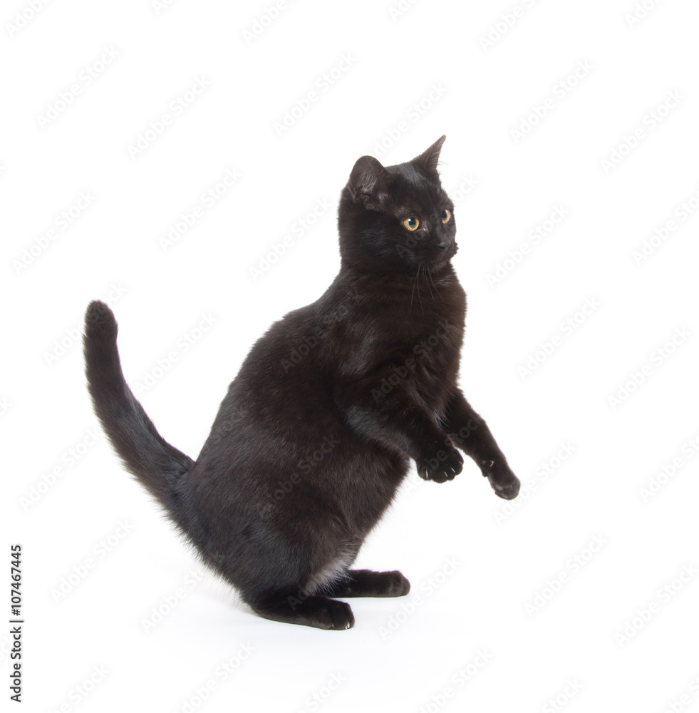 Black cat playing on white
