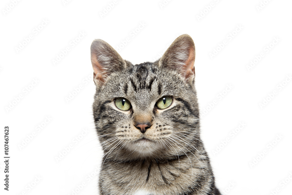 portrait of tabby cat portrait of tabby cat