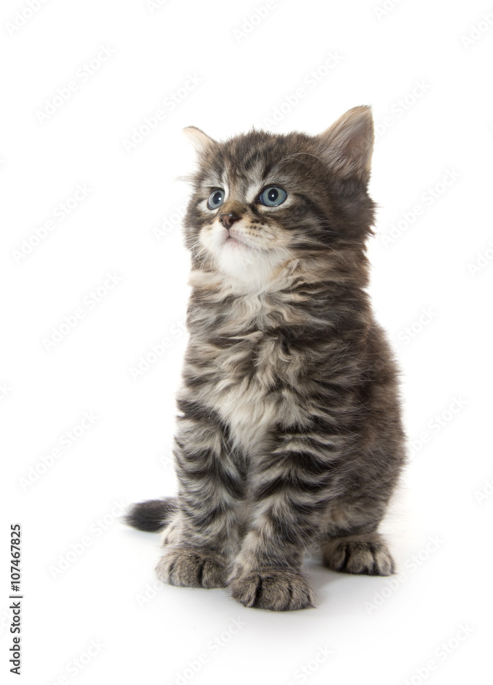Fototapeta premium Ładny kotek Mora na białym tle