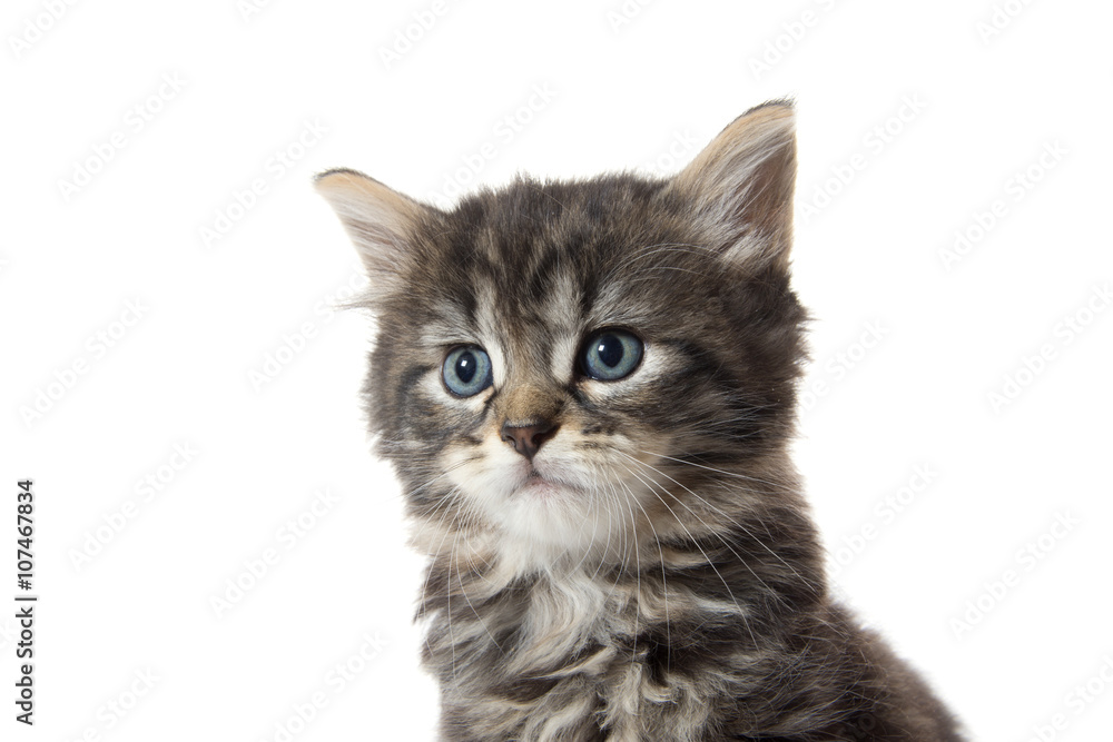 Fototapeta premium Cute tabby kitten face on white