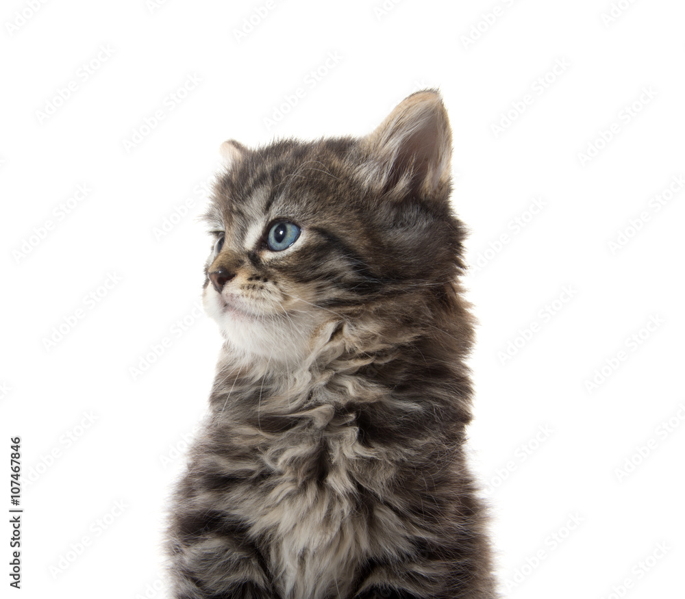 Obraz premium Cute tabby kitten face on white
