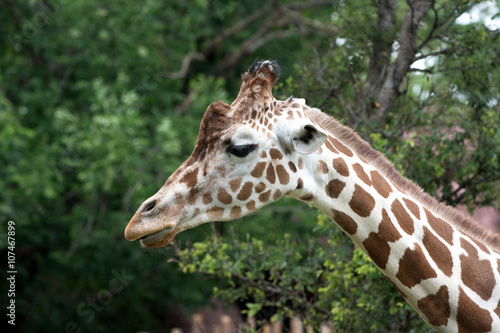 Portrait of a giraffe