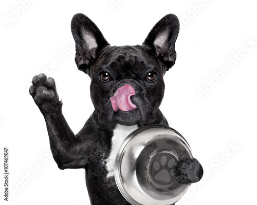 Hungry dog with bowl