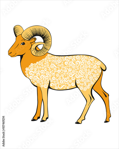 Beautiful sheep. Wild screw-horned sheep