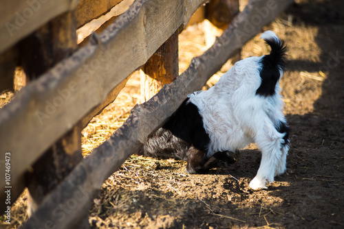 Pets. A small goat near a wooden fence.