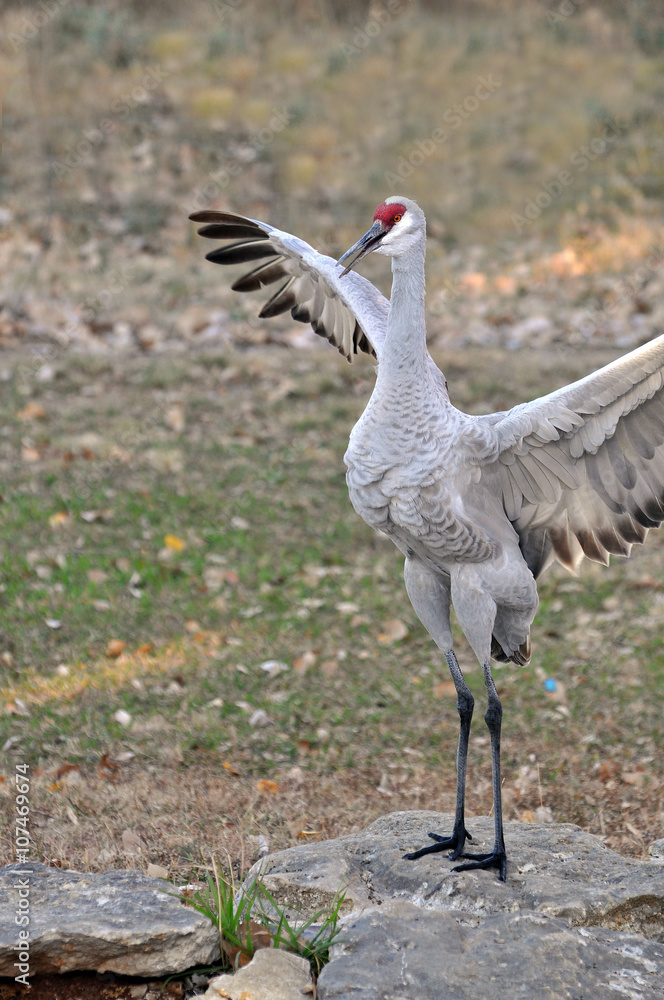 Obraz premium Whooping Crane doing wing flapping mating dance