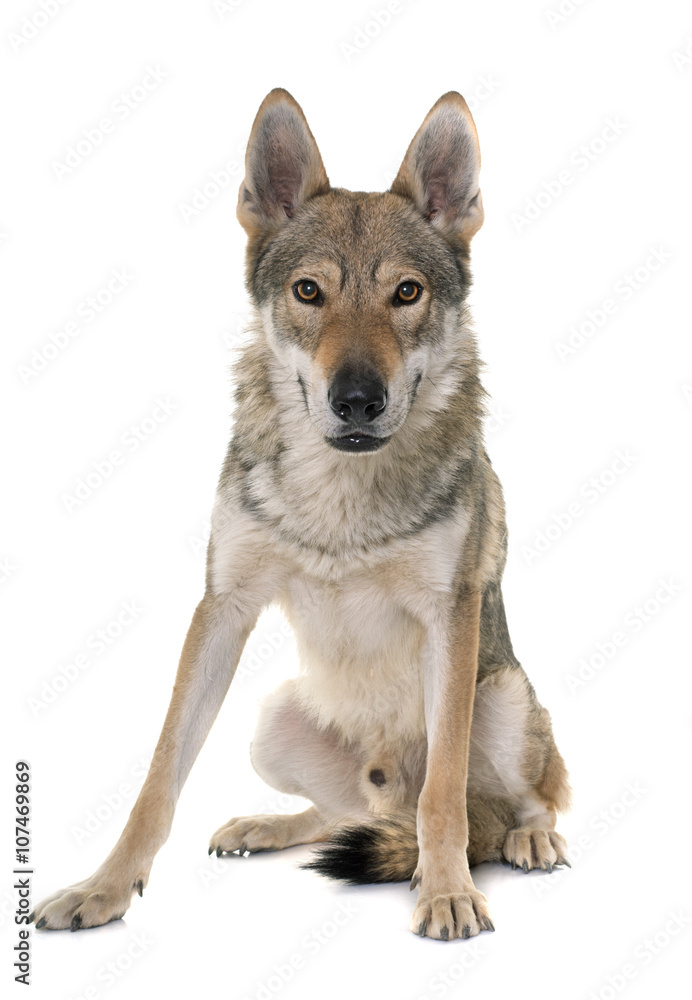 Fototapeta premium czechoslovakian wolf dog