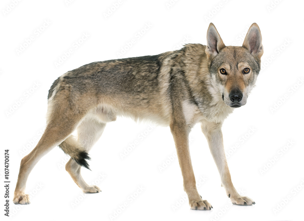 Fototapeta premium czechoslovakian wolf dog