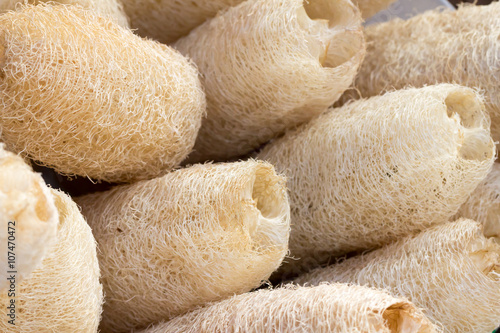 Cuadro en lienzo loofa