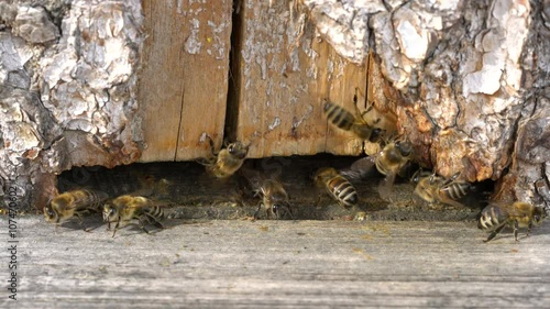 Bienenstock mit emsigen Bienen sorgen für Nachschub von Honig photo