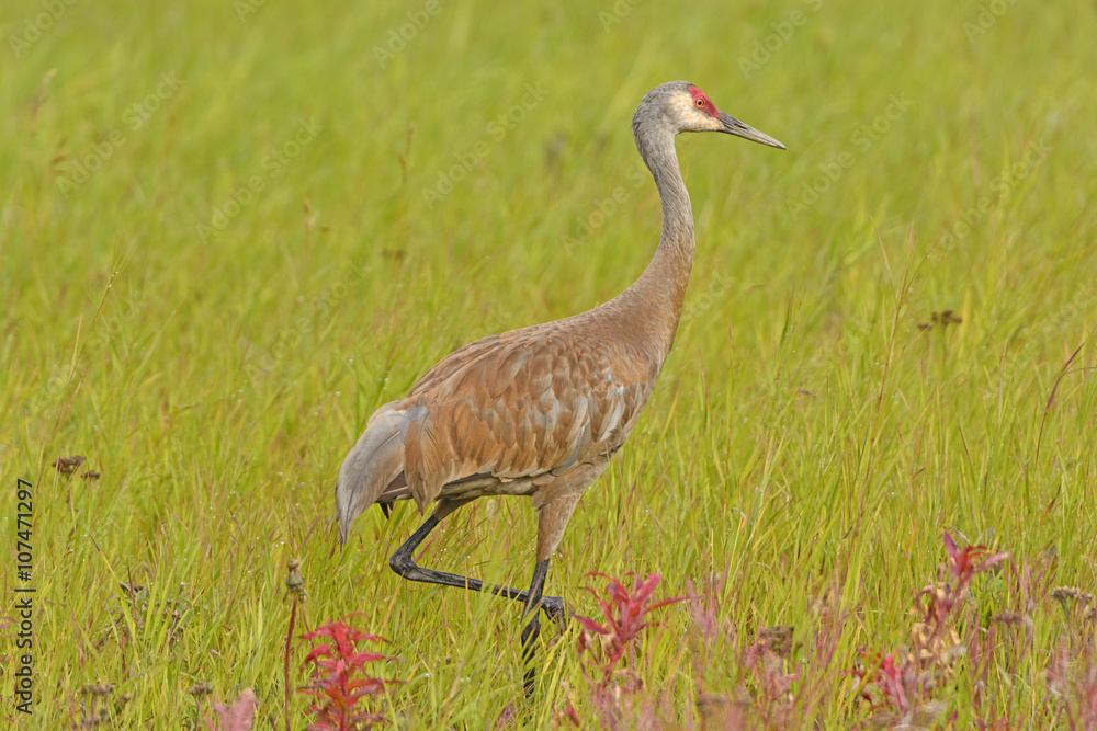 Obraz premium Sandhill Crane in a Meadow