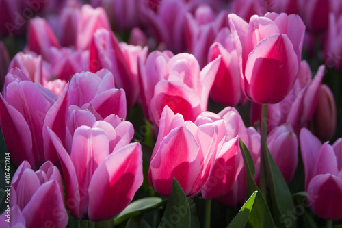 romantic closeup of pink and purple tulips in the sun