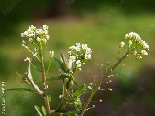 Capsella bursa pastoris herb with white flowers