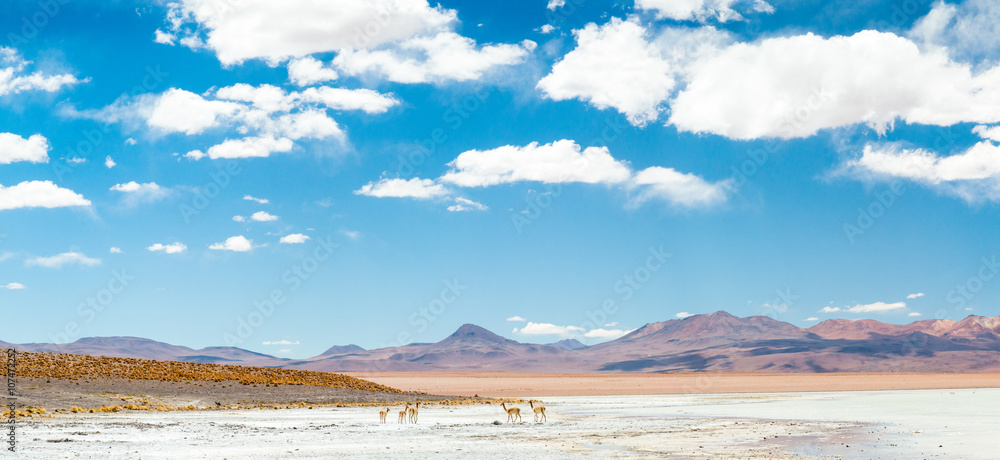 Vicugnas in Bolivia Vicugnas in Bolivia