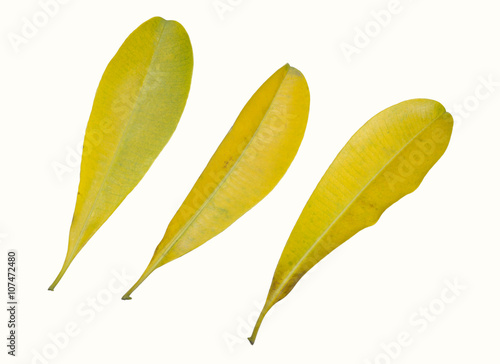 yellow leaf isolated on white background