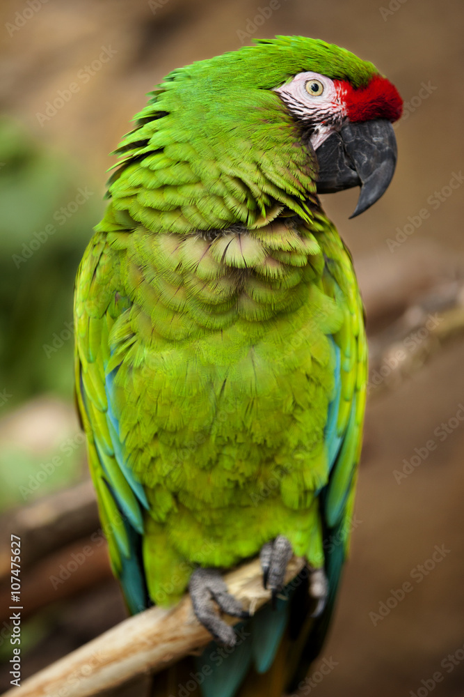 Closeup of a Military Macaw (Ara militaris) Closeup of a Military Macaw (Ara militaris)
