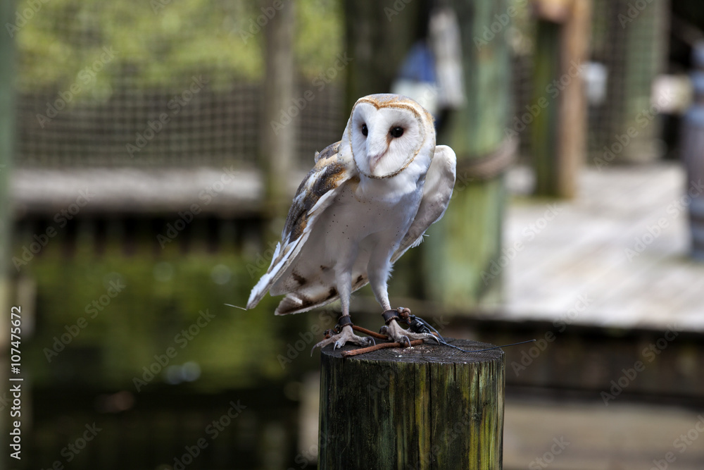 Naklejka Barn owl (Tyto alba)