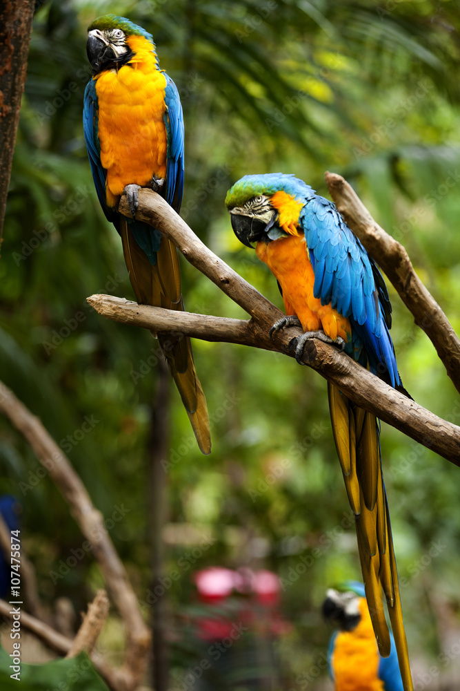 Blue-and-yellow Macaw (Ara ararauna)