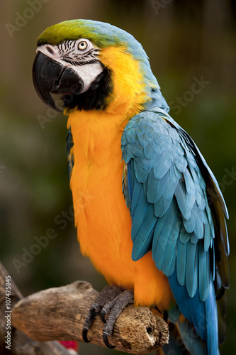 Blue-and-yellow Macaw (Ara ararauna) © Aneese