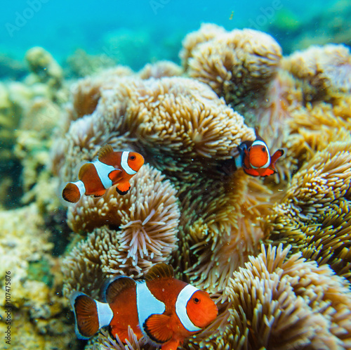Fototapeta Naklejka Na Ścianę i Meble -  Sea anemone and clown fish