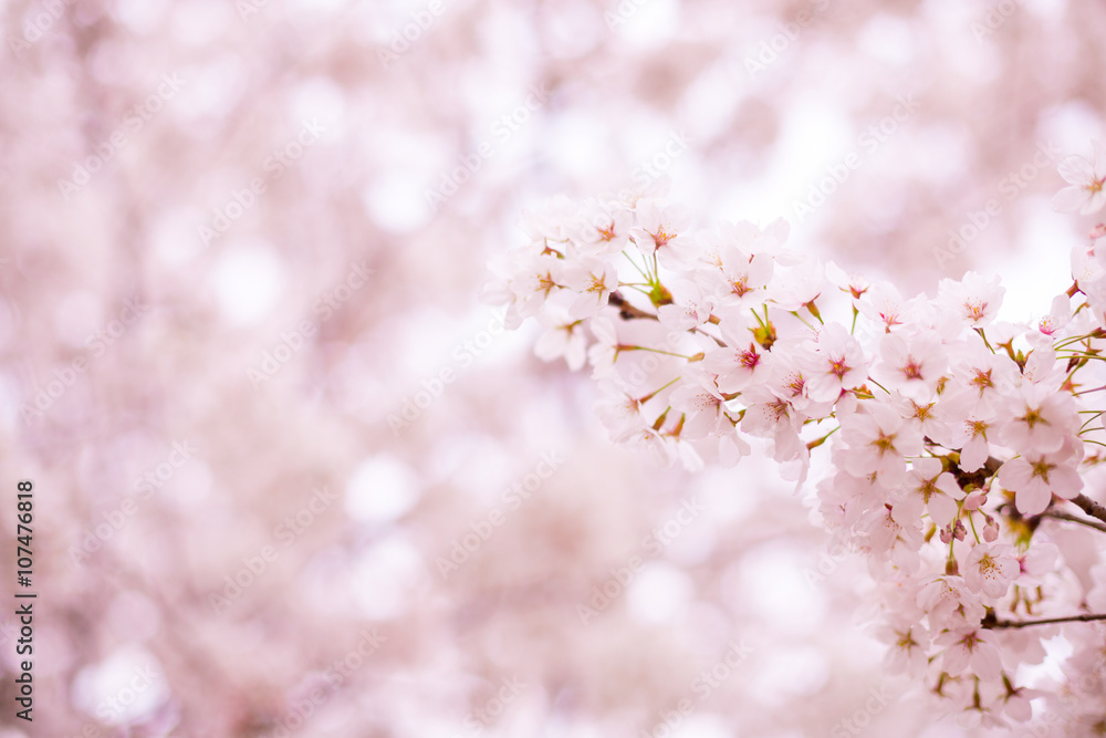 Cherry Blossom (sakura). pink flowers.