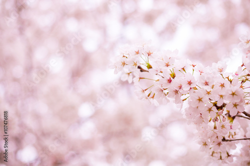 Cherry Blossom (sakura). pink flowers.