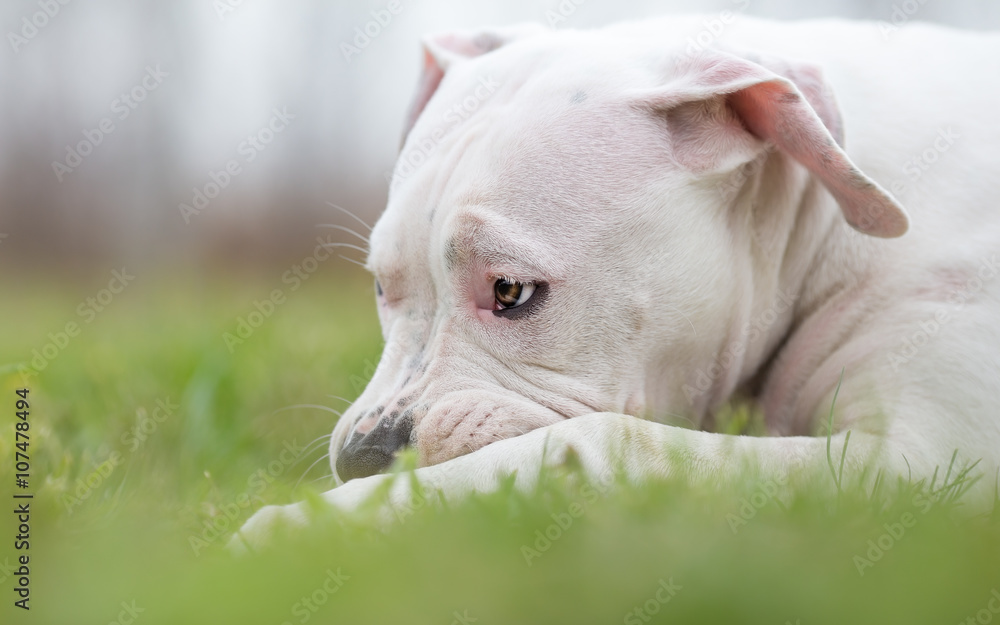 White American Staffordshire terrier young dog