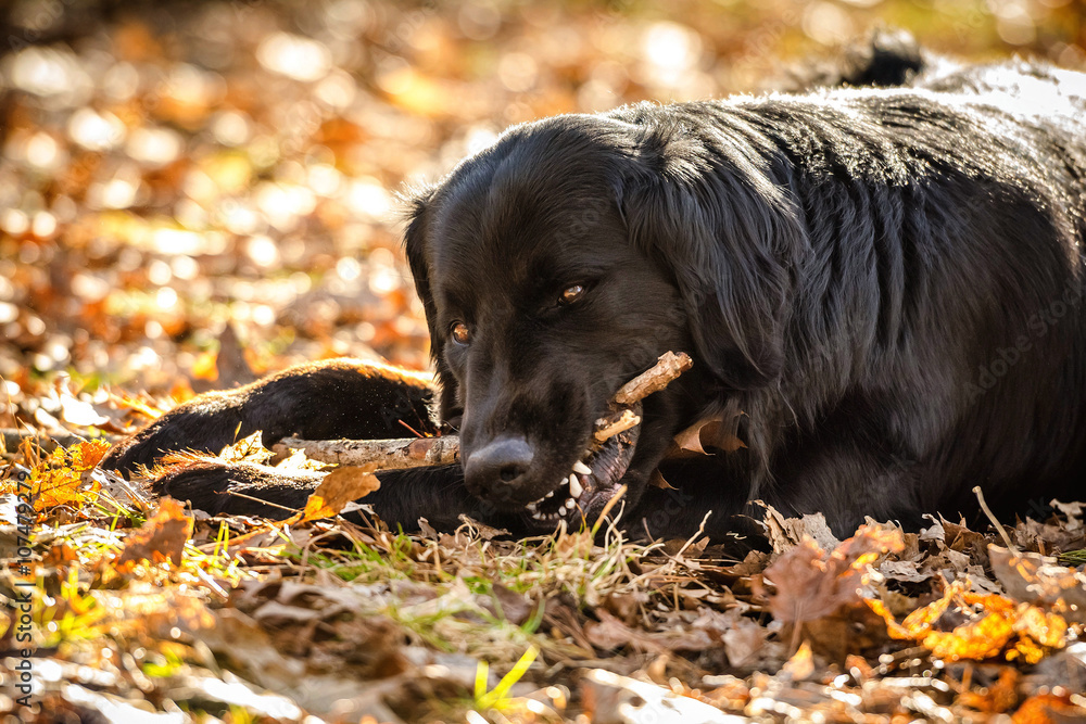 A black Golden retriever and Newfoundland mixed-breed dog emphatically terrorizing a stick in the woods.
