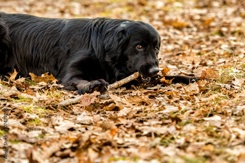 A black Golden retriever and Newfoundland mixed-breed dog emphatically chewing on a stick in the woods.