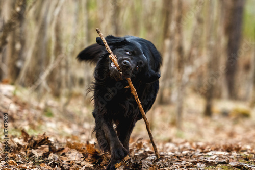 A black Golden retriever and Newfoundland mixed-breed dog emphatically terrorizing a stick in the woods. photo