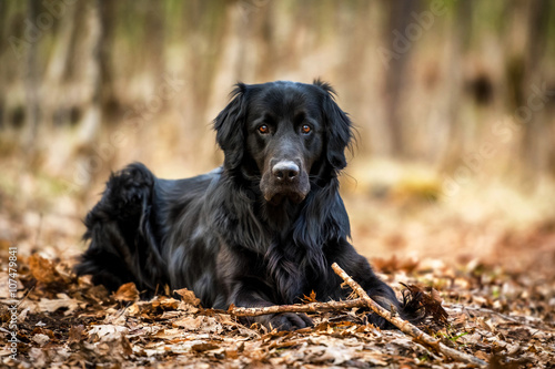 A black Golden retriever and Newfoundland mixed-breed dog emphatically terrorizing a stick in the woods.