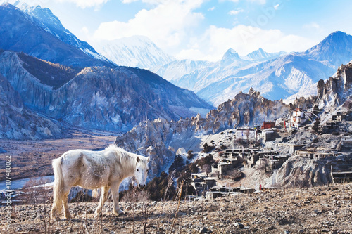 beautiful landscape from Nepal, Tibet, white horse and Himalayan mountains, Annapurna circuit photo