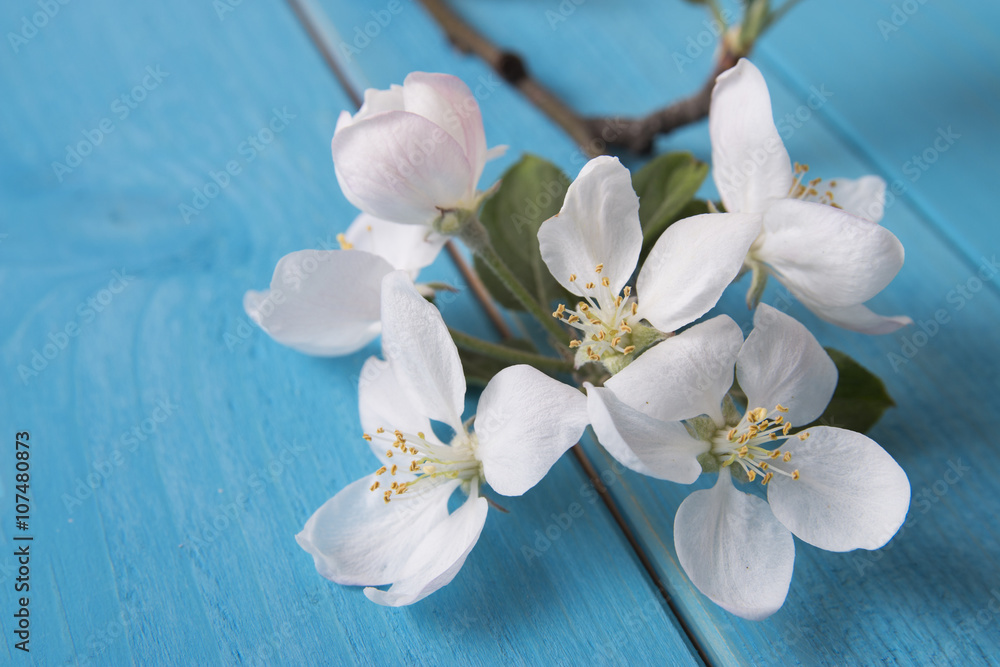 Fototapeta premium quince bloom