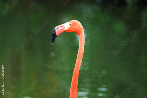 Photo of Common flamingo bird standing in water. Mirror reflection water, water drops. Wild nature of Dominican Republic. Jungle pond animal picture. Pink feathers tropical bird with long neck
