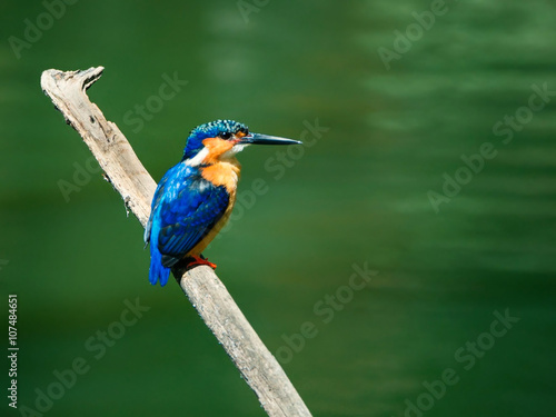 Kingfisher laid on a dead branch with green background copyspace