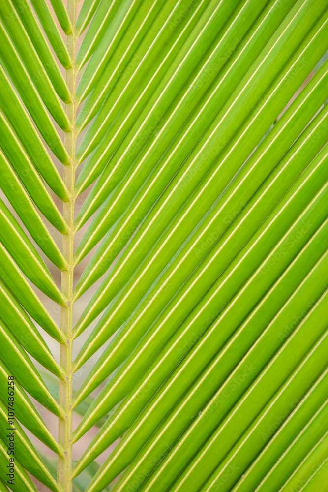 palm leaf palm leaf