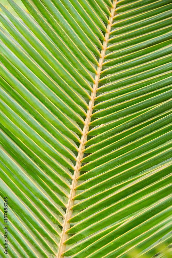 palm leaf palm leaf