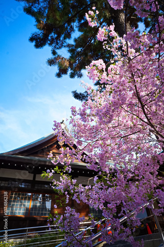 住吉大社の桜