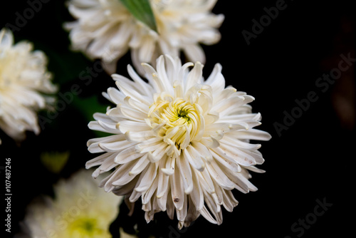 White gerbera flower with black background and selective focus