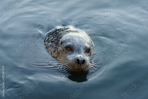 Photography Seal at Fisherman's Wharf, Victoria, BC